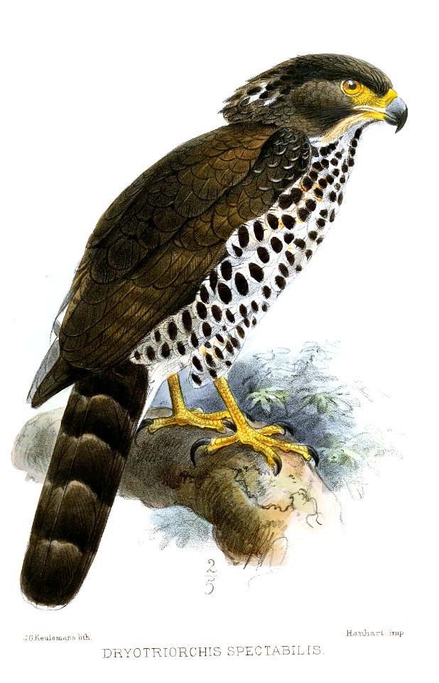 English:  « Dryotriorchis spectabilis » = Circaetus spectabilis (Congo Serpent Eagle)Français :  « Dryotriorchis spectabilis » = Circaetus spectabilis (Ser
