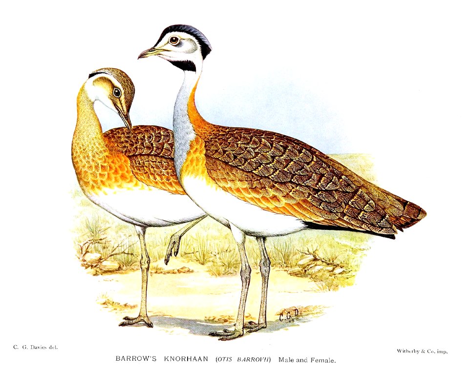 Eupodotis senegalensis