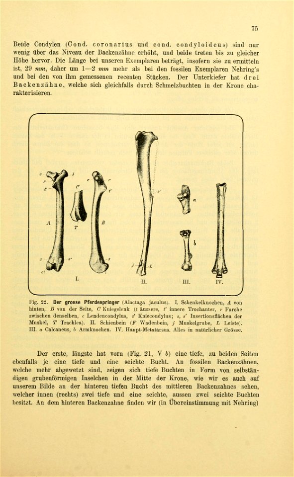 Archiv für die naturwissenschaftliche Landesdurchforschung von Böhmen /  herausgegeben von den Beiden Comités für die Landesdurchforschung.