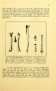 Archiv für die naturwissenschaftliche Landesdurchforschung von Böhmen /  herausgegeben von den Beiden Comités für die Landesdurchforschung.