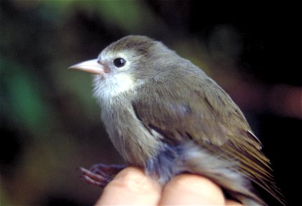 `Akikiki or Kaua`i Creeper (Oreomystis bairdi), a Hawaiian honeycreeper