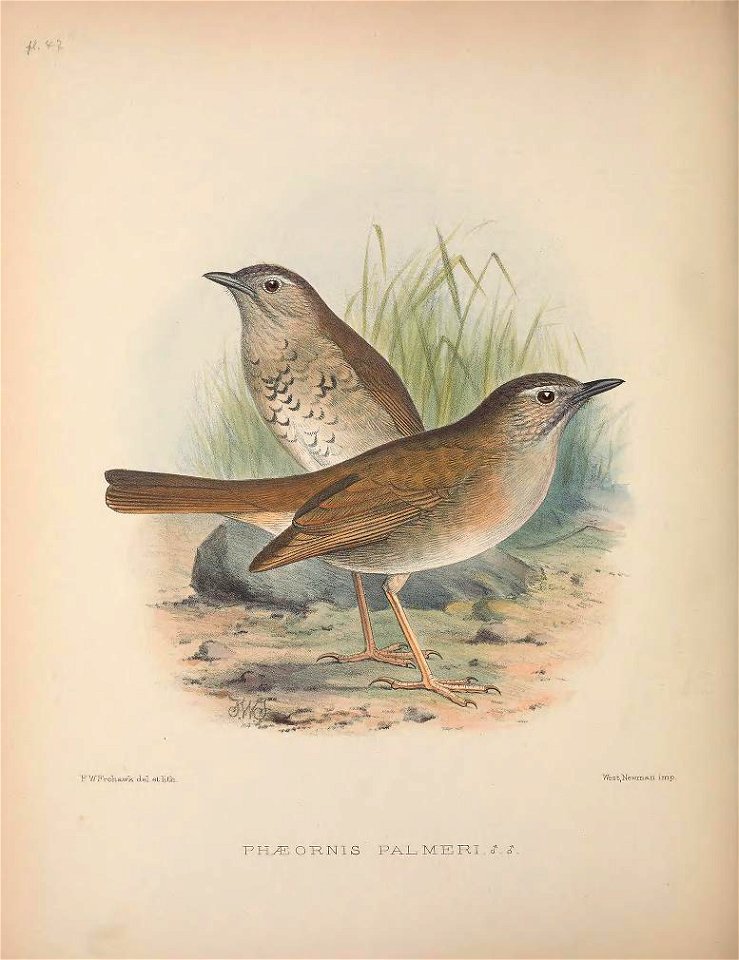 Myadestes palmeri from The Birds of the Sandwich Islands