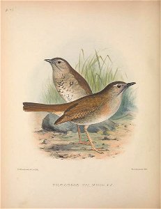Myadestes palmeri from The Birds of the Sandwich Islands