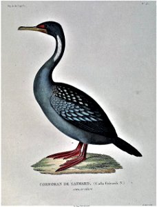 Phalacrocorax gaimardi