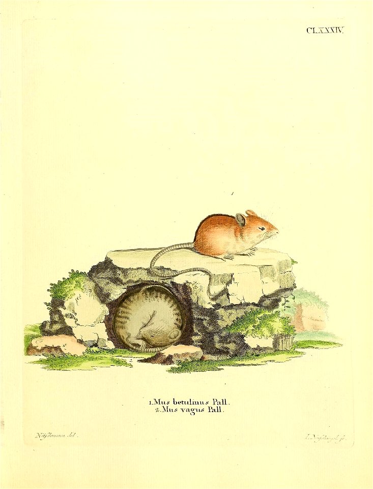 clxxxr: 
l. Mus betulinus Pall. = Sicista betulina Pallas

2. Mus vagus Pall. = Sicista vagus (Pallas 1779) = Sicista subtilis (Pallas, 1773)