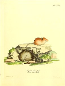 clxxxr: 
l. Mus betulinus Pall. = Sicista betulina Pallas

2. Mus vagus Pall. = Sicista vagus (Pallas 1779) = Sicista subtilis (Pallas, 1773)