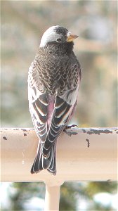 Black Rosy-Finch photographed at Crest House on Sandia Crest near Albuquerque, New Mexico.