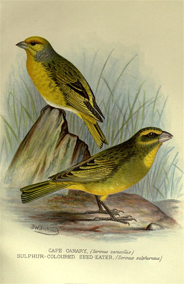Foreign finches in captivity.