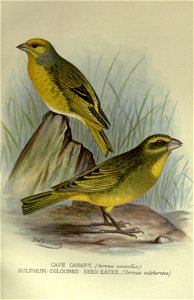 Foreign finches in captivity.