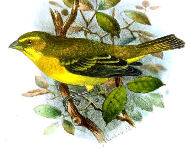 Serinus sulphuratus sharpii - Serinus sharpei