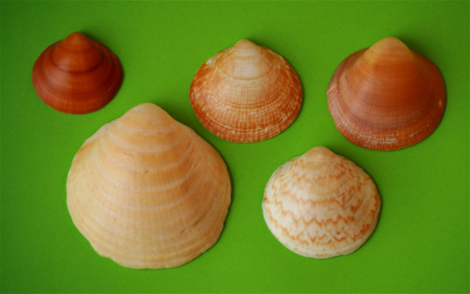 Glycymeris_glycymeris, bivalve found in Galicia (Spain)