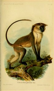 Cercocebus galeritus