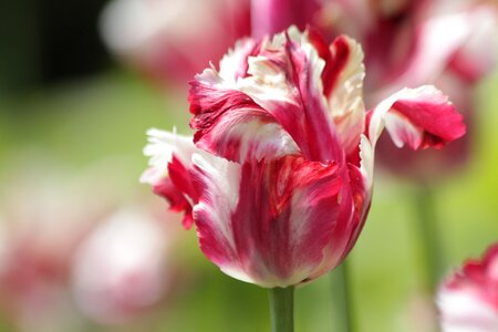 Flower spring beauty