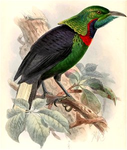 English:  « Astrapia splendidissima » = Astrapia splendidissima (Splendid Astrapia)Français :  « Astrapia splendidissima » = Astrapia splendidissima (Parad