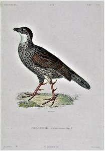 Pternistis erckelii