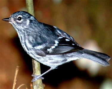 An Elfin-woods Warbler perched on a tree branch