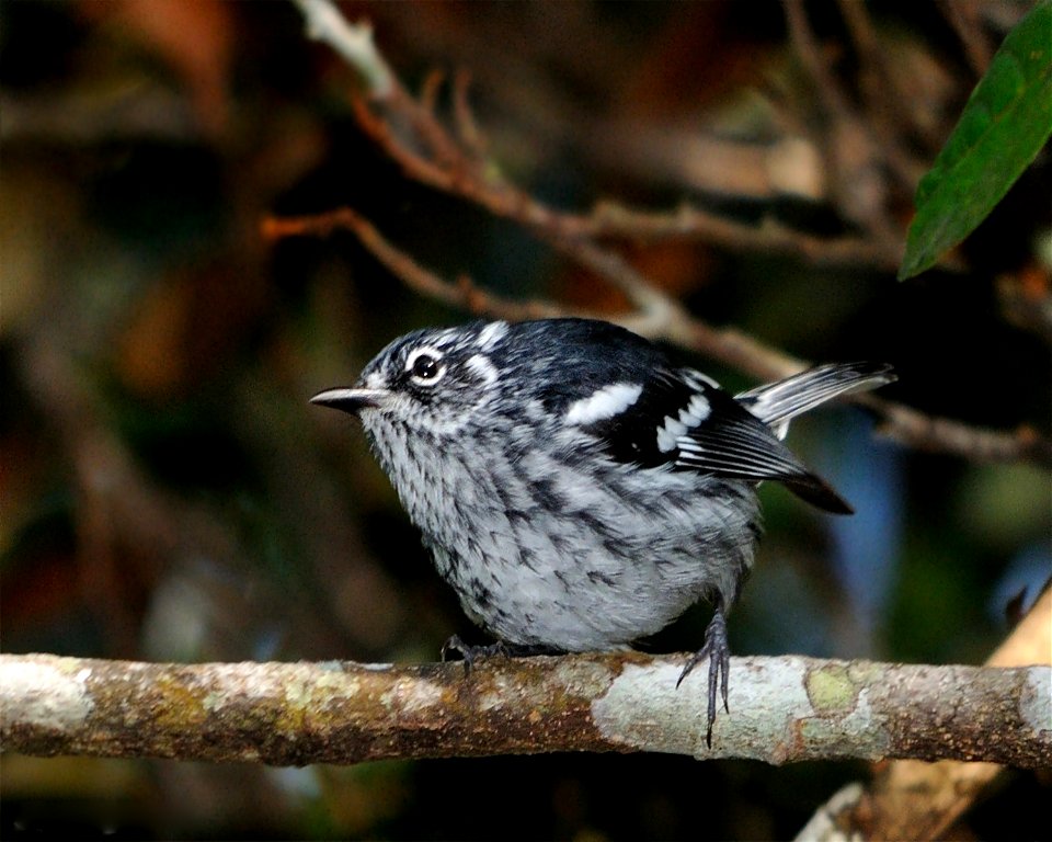 An Elfin-Woods Warbler