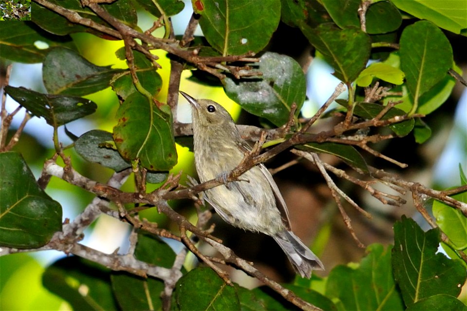 Scientific name:  Dendroica angelae
Common name:  Reinita de bosque enano
Photo by Mike Morel
Location:  Maricao, Puerto Rico

More information:  ecos.fws.gov/speciesProfile/profile/speciesProfile.act