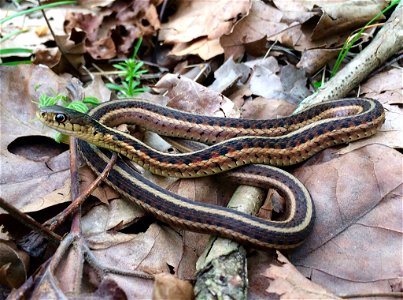 This common garter snake was spotted at Port Louisa National Wildlife Refuge in Iowa. These snakes are active during the day, searching for small frogs, toads, fish, mice and earthworms to eat! Photo photo