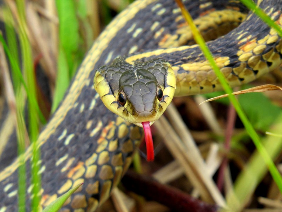 Check out this close up from Port Louisa National Wildlife Refuge in Iowa! Garter snakes eat small prey including worms, minnows, leeches and rodents.

Photo by Jessica Bolser/USFWS.