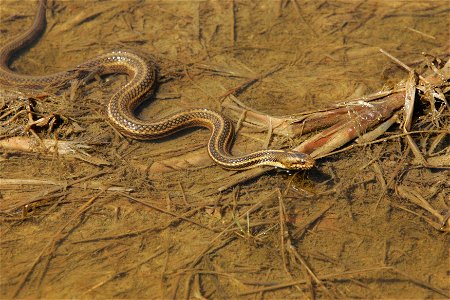 Image title: Eastern garter snake slithers through a muddy area
Image from Public domain images website, http://www.public-domain-image.com/full-image/fauna-animals-public-domain-images-pictures/repti