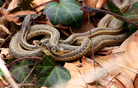 Garter snakes at John Heinz National Wildlife Refuge in Philadelphia, Pennsylvania. Credit: Frank Miles/USFWS photo