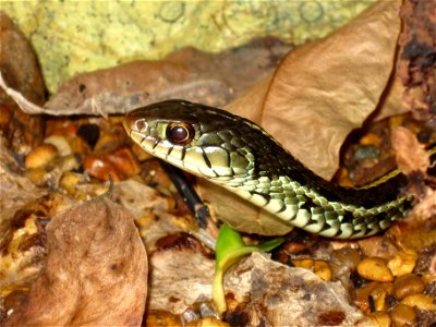 Thamnophis sirtalis sirtalis