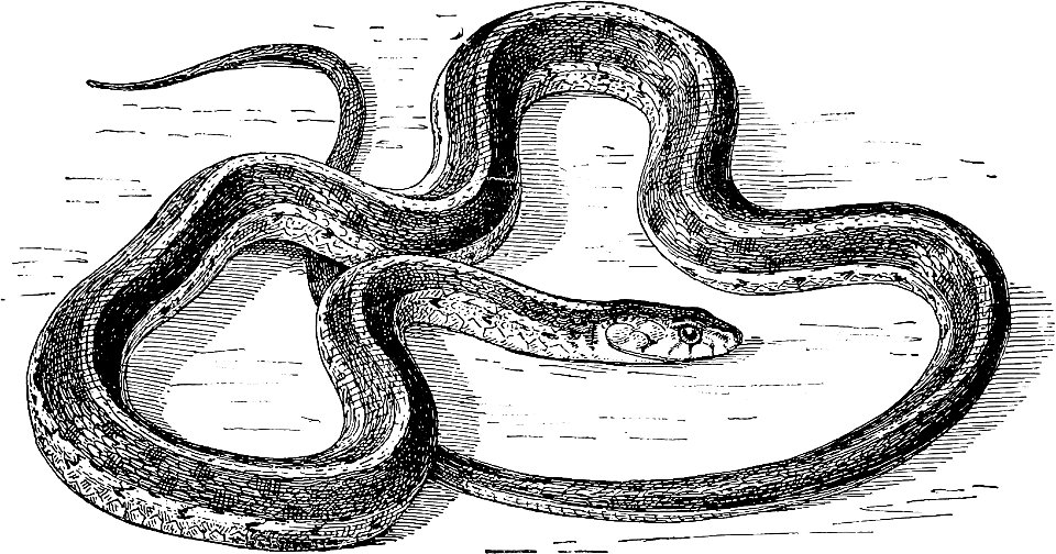 Garter Snake from The turtles, snakes, frogs and other reptiles and amphibians of New England and the north