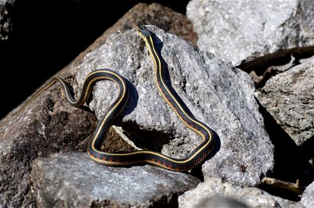 Seen at Crags Lake