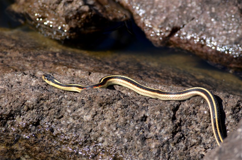 Seen at Crags Lake