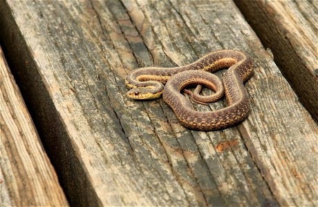 Common Garter Snake, La Mauricie National Park, Québec, Canada. Scientific name: Thamnophis sirtalis