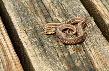 Common Garter Snake, La Mauricie National Park, Québec, Canada. Scientific name: Thamnophis sirtalis photo