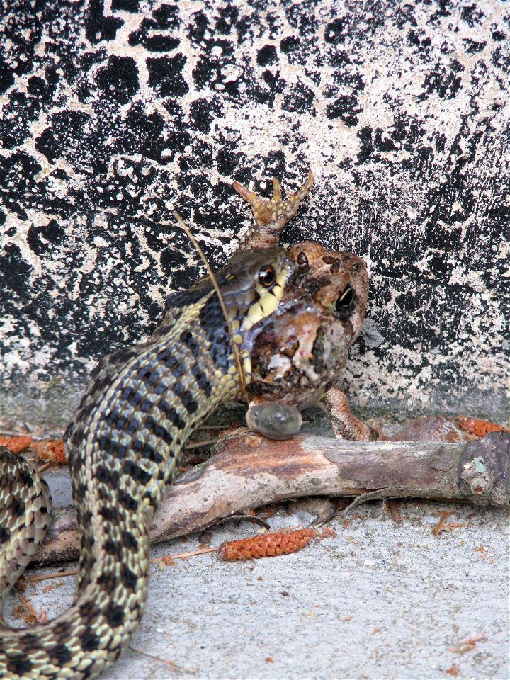 Image title: Garter snake thamnophis sirtalis eating a toad
Image from Public domain images website, http://www.public-domain-image.com/full-image/fauna-animals-public-domain-images-pictures/reptiles-