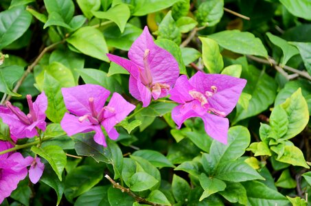 Garden leaf bougainvillea