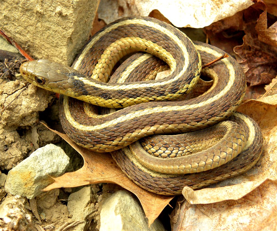 Thamnophis sirtalis sirtalis (Eastern Garter Snake) in Spangler Park, Wooster, Ohio.