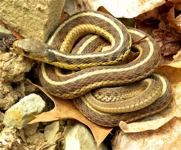 Thamnophis sirtalis sirtalis (Eastern Garter Snake) in Spangler Park, Wooster, Ohio. photo