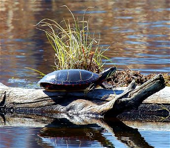 Painted Turtle at Missisquoi National Wildlife Refuge. Photo Credit: Ken Sturm photo