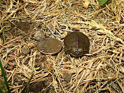 Fish aren't the only creatures hatching around here. This morning we found this painted turtle, which barely eclipsed a quarter. Photo Credit: Spencer Neuharth / USFWS photo