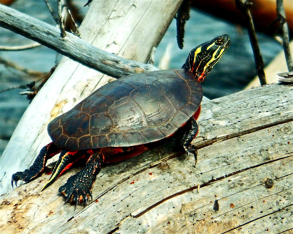 Entry from the 2014 Seney National Wildlife Refuge Photo Contest.

Photo courtesy of Nicholas Eddy.