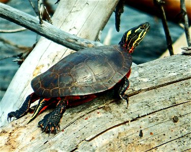Entry from the 2014 Seney National Wildlife Refuge Photo Contest.

Photo courtesy of Nicholas Eddy.