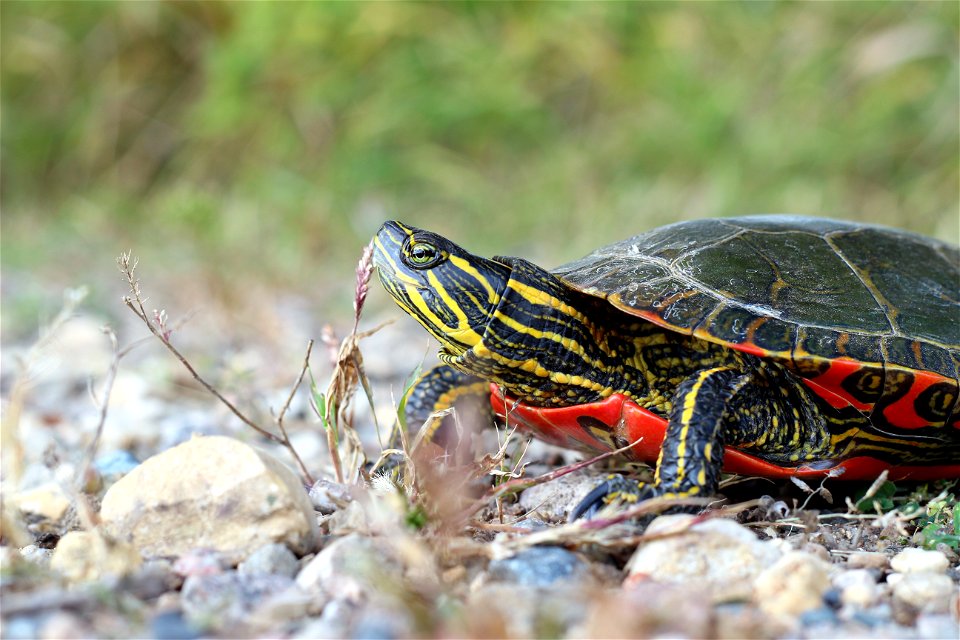 Photo by Courtney Celley/USFWS.