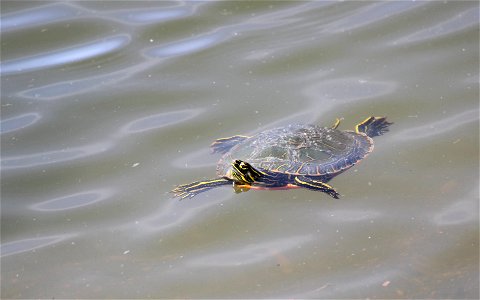 The painted turtle (Chrysemys picta) is probably the most common of the five species of turtle found in North Dakota. Photo Credit: Krista Lundgren/USFWS photo