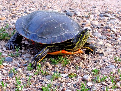 The painted turtle is often seen basking in the sun on a rock or stump along the waters edge.

Photo Credit:  Gary Eslinger/USFWS