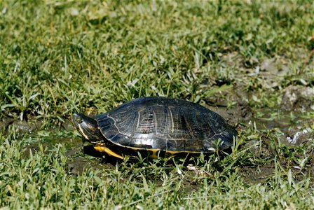 Painted Turtle photo