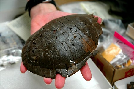 A hand holding a painted turtle (Chrysemys picta) shell from the Gray fossil site