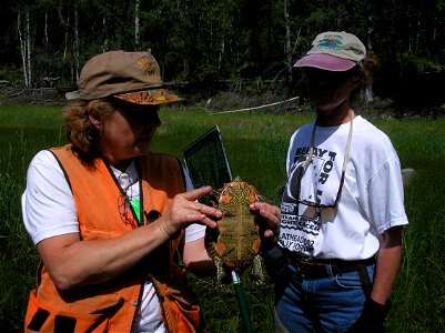 Painted Turtle (Chrysemys picta), Aleisa Stevens and Ema Braunberger, Frog Survey Day, June 2008 (ahj) photo