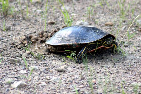 This painted turtle was laying eggs at Minnesota Valley National Wildlife Refuge. Photo by Courtney Celley/USFWS. photo