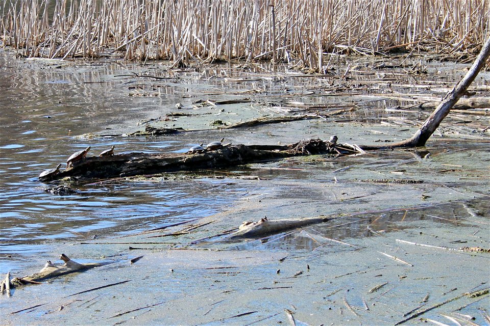 Painted turtles are soaking up the sun in Minnesota!

Photo by Courtney Celley/USFWS.