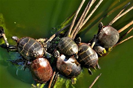Image title: Painted turtles on water grass plants chrysemys picta
Image from Public domain images website, http://www.public-domain-image.com/full-image/fauna-animals-public-domain-images-pictures/re