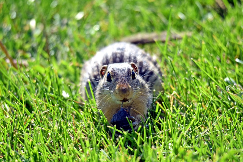 We spotted this thirteen-lined ground squirrel enjoying a snack on the lawn. When we looked at the pictures we were surprised to see it was eating a baby painted turtle!
Photo by Courtney Celley/USFWS